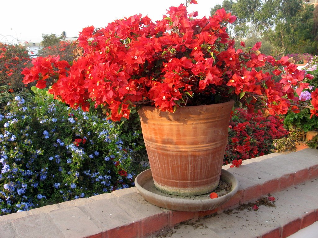 How To Care for Bougainvilleas in Pots + Growing Tips