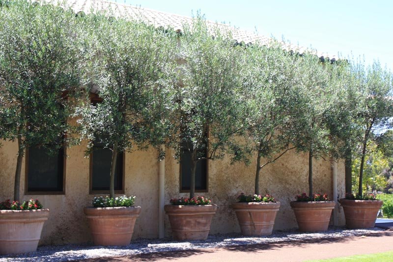 Olive trees in pots: cultivation & care